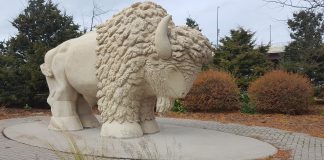 Buffalo Statue at Reconciliation Park in Mankato, MN