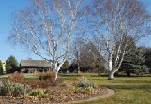 Linneaus Arboretum - St. Peter, MN