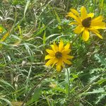 Photo by Tina Thomas - Sakatah Singing Hills State Trail wildflowers