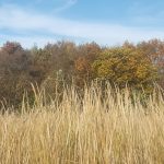 Photo by Tina Thomas - Sakatah Singing Hills State Trail prairie grasses