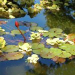 Photo by Don Lipps - Sibley Park - Mankato, MN