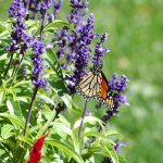 Photo by Don Lipps - Sibley Park - Mankato, MN