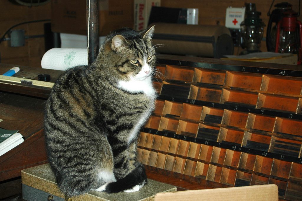 Tin Can Valley Printing Company - Dummy the very smart shop cat