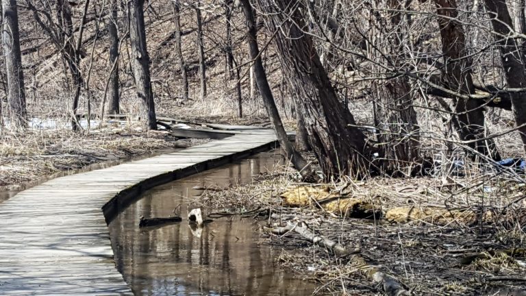 A walk in Rasmussen Woods