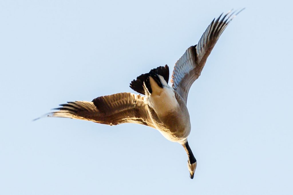 Canadian Goose, Eagle Lake, MN