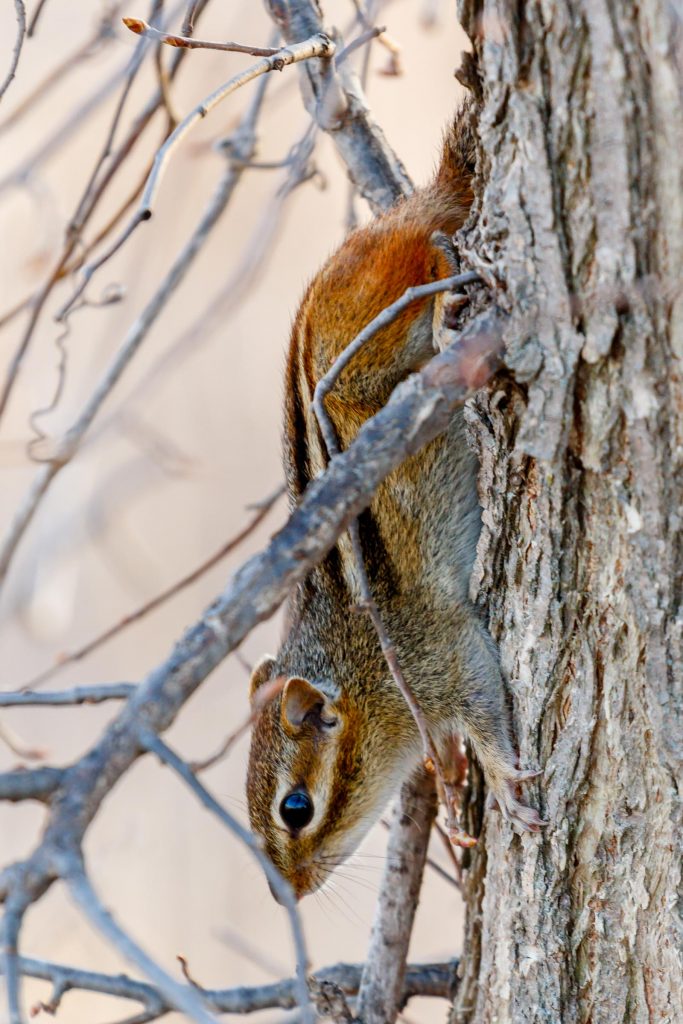 Chipmunk - Eagle Lake, MN