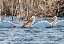 Pelicans - Eagle Lake, MN