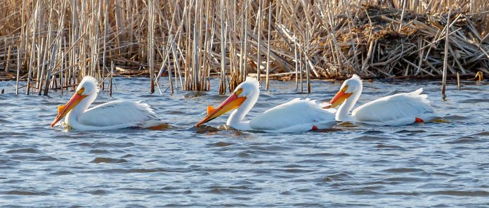 Pelicans - Eagle Lake, MN