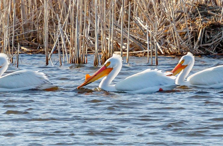 Pelicans - Eagle Lake, MN