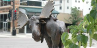 Ralph The Moose - Mankato, MN Sculputure Walk 2018