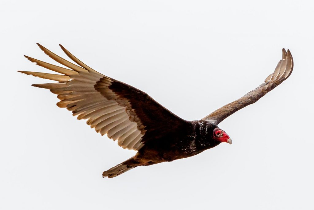 Turkey Vulture - Mankato, MN