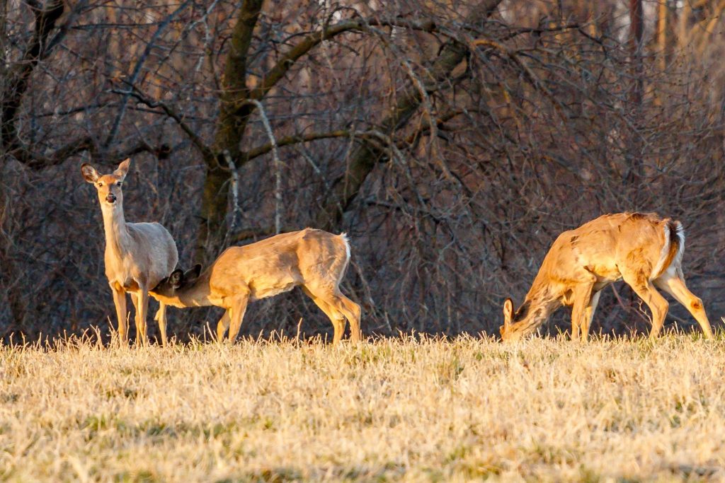 Whitetail Deer - Mankato, MN