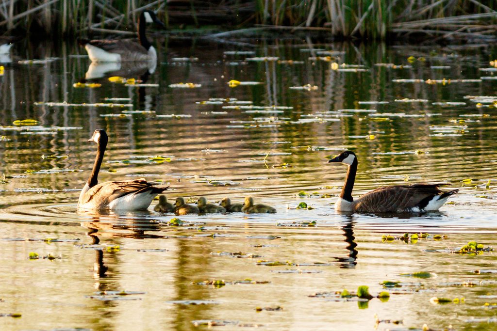 Photo by Rick Pepper - A pair of Geese and Goslings make their way along Eagle Lake.