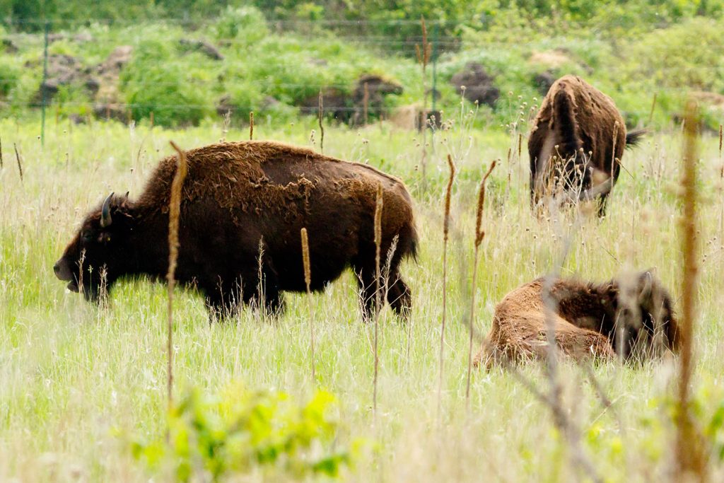 Photo by Rick Pepper - North American Bison at Minneopa Park.