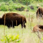 Photo by Rick Pepper - North American Bison at Minneopa Park.