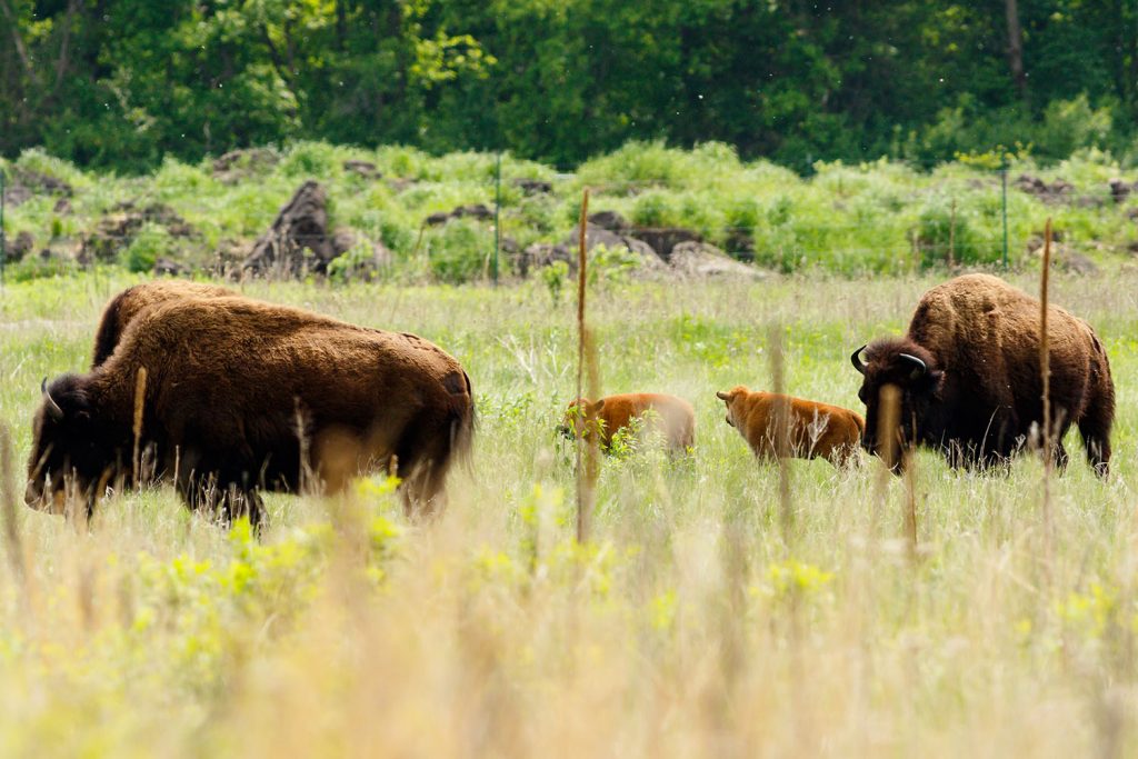 Photo by Rick Pepper - North American Bison at Minneopa Park.