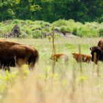 Photo by Rick Pepper - North American Bison at Minneopa Park.