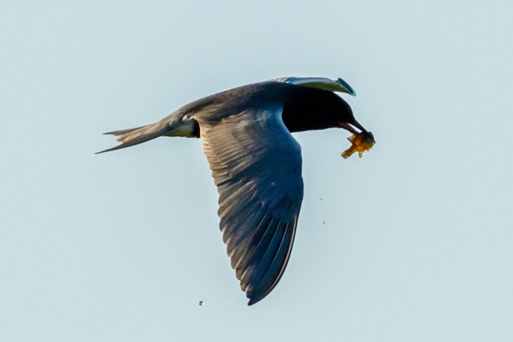 Black Tern