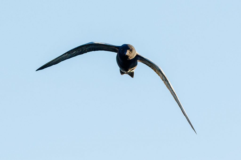 Black Tern