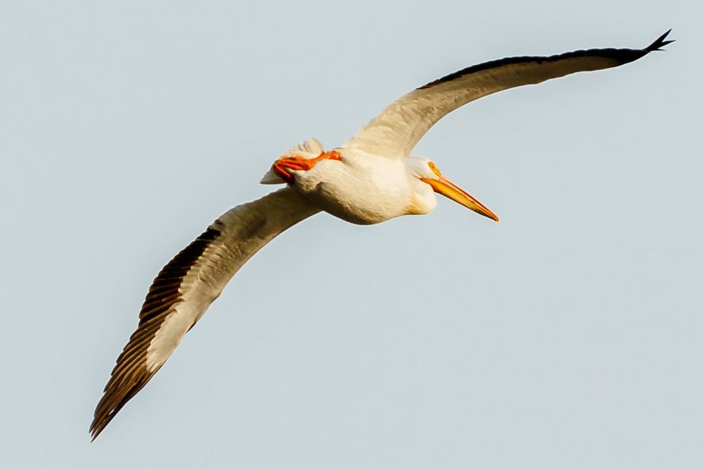 Photo by Rick Pepper - Finally! A Pelican takes flight and ventures away from the group on the east shore of Eagle Lake.