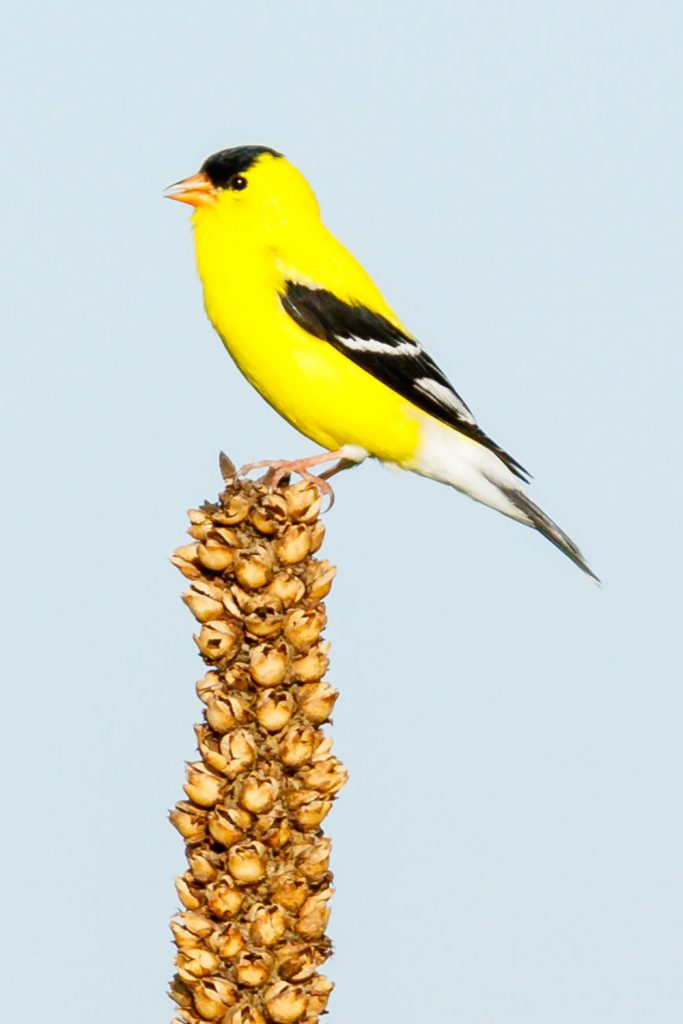 Gold Finch