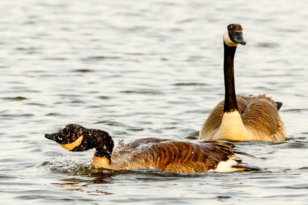 Photo by Rick Pepper - Another pair of Canadian Geese, one of them shakes its head to throw water off after diving for food.