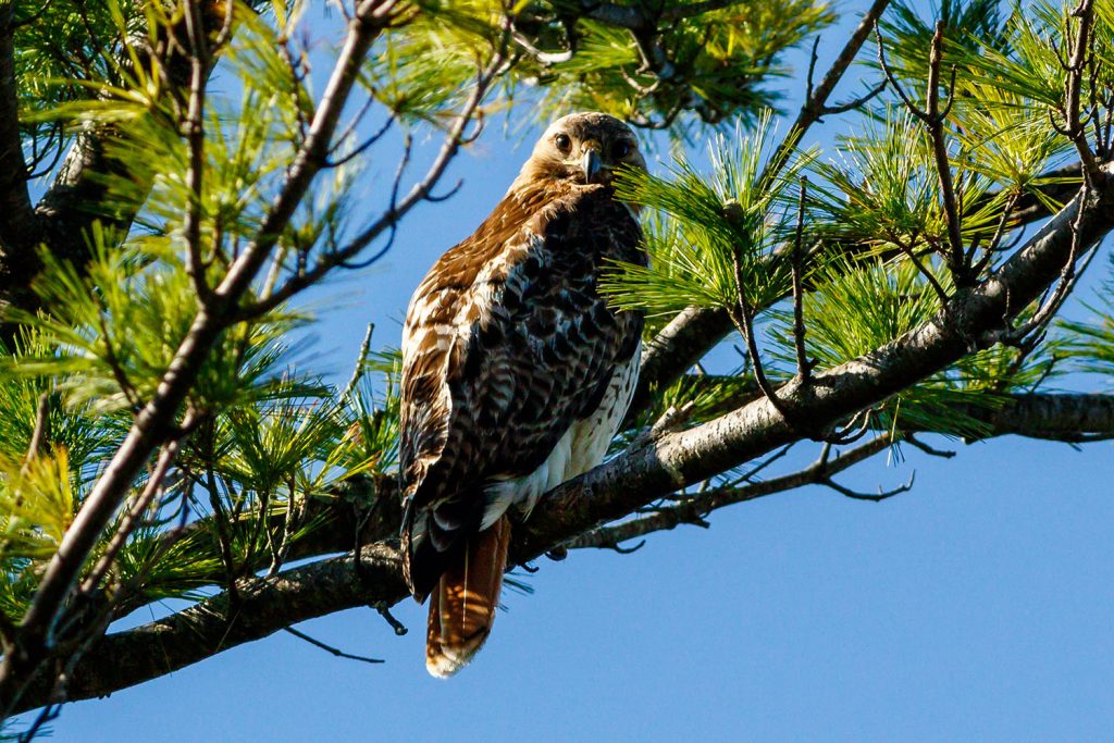 Photo by Rick Pepper - A Red-tailed Hawk perches in the tree its’ nesting in within Sibley Park.