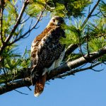 Photo by Rick Pepper - A Red-tailed Hawk perches in the tree its’ nesting in within Sibley Park.