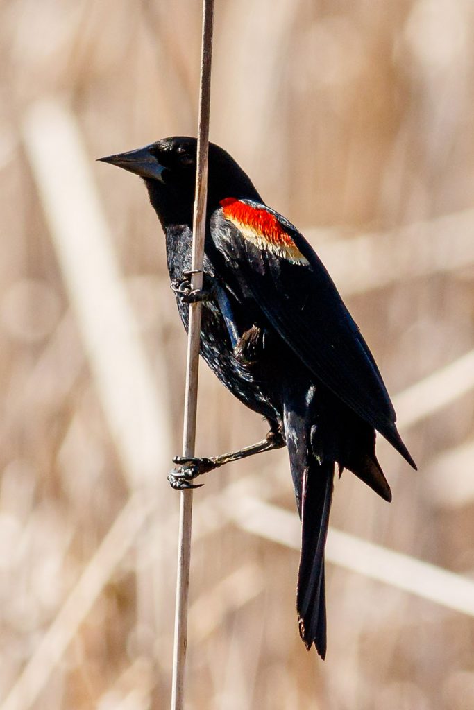 Photo by Rick Pepper - Red-winged blackbirds are common in any wetland, those surrounding the Sakatah trail near Eagle Lake are no exception.