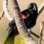 Photo by Rick Pepper - Red-winged blackbirds are common in any wetland, those surrounding the Sakatah trail near Eagle Lake are no exception.