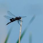 Photo by Rick Pepper - Dragon fly along the edge of Eagle Lake at the Sakatah Trail.
