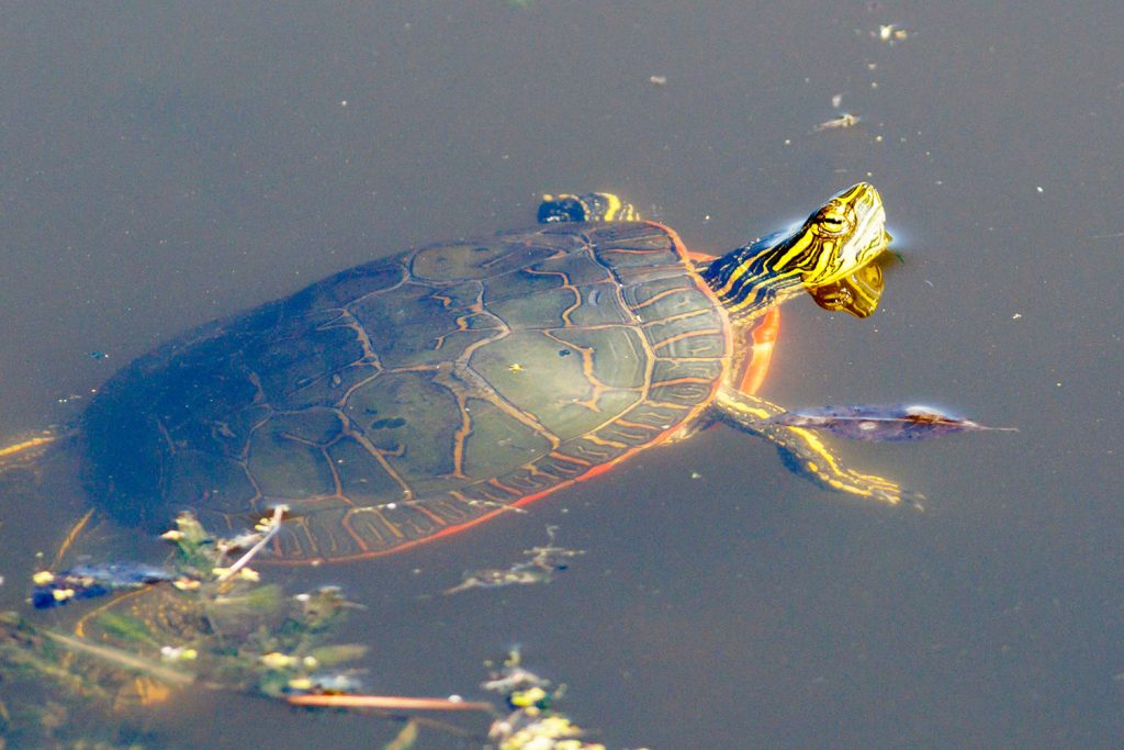 Photo by Rick Pepper - A painted turtle makes its way across the waters of Eagle Lake.