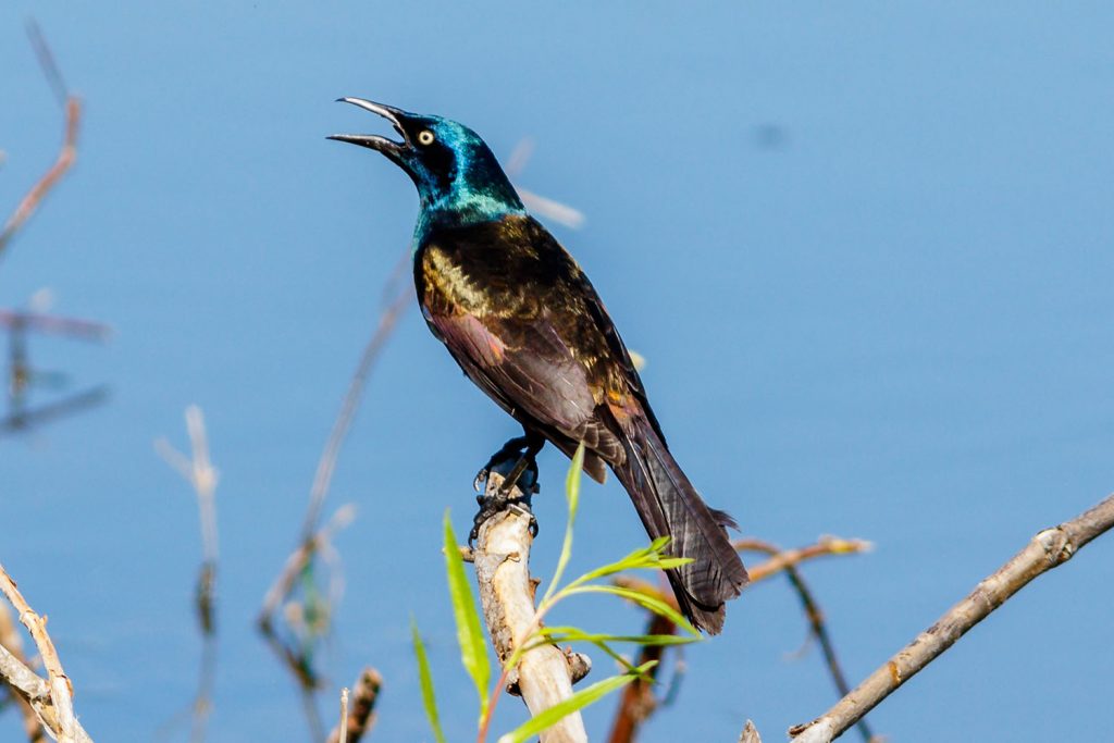 Photo by Rick Pepper - A Common Grackle rests on a rock at the edge of Eagle Lake.