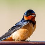 Photo by Rick Pepper - A Barn Swallow rests on a guardrail along the Sakatah Trail.