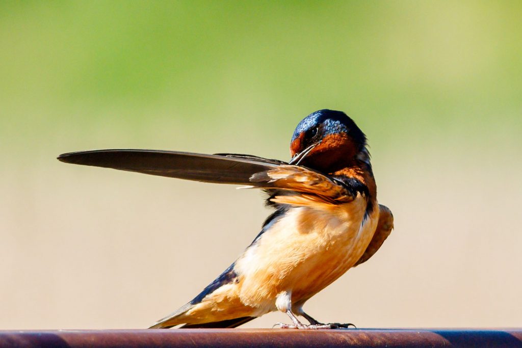 Photo by Rick Pepper - A Barn Swallow rests on a guardrail along the Sakatah Trail.