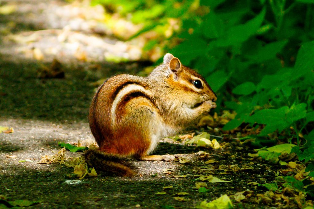 Photo by Rick Pepper - A Chipmunk munches on a seed it found on the Sakatah Trail.