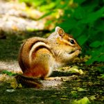 Photo by Rick Pepper - A Chipmunk munches on a seed it found on the Sakatah Trail.