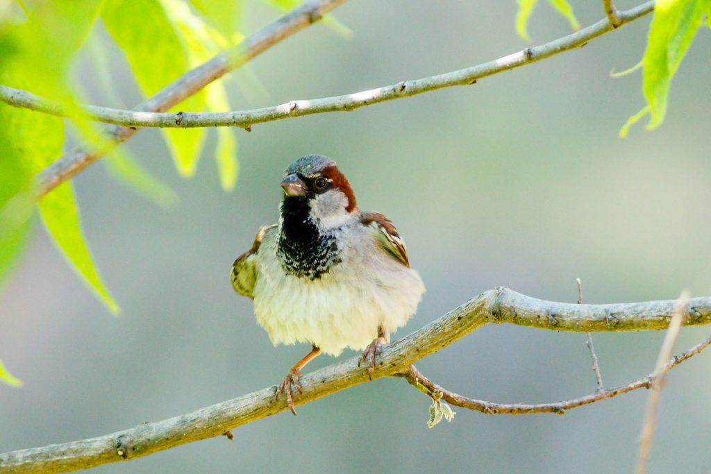 Photo by Rick Pepper - A Sparrow on a branch in Sibley Park.