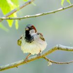 Photo by Rick Pepper - A Sparrow on a branch in Sibley Park.
