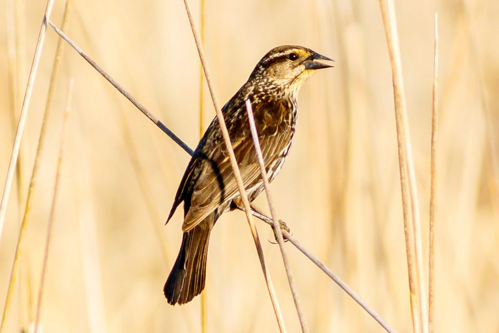 Photo by Rick Pepper - An unidentified bird rests on a reed in the marsh adjacent to the Sakatah Trail.
