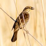 Photo by Rick Pepper - An unidentified bird rests on a reed in the marsh adjacent to the Sakatah Trail.