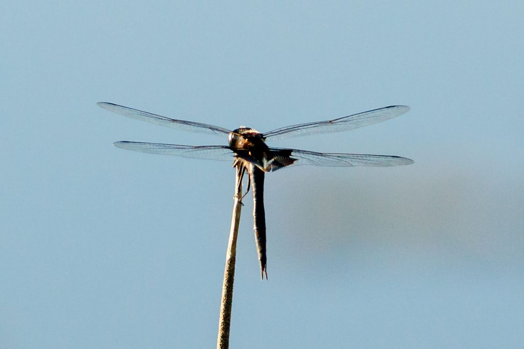 Photo by Rick Pepper - A dragon fly on Eagle Lake