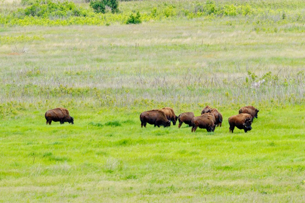 Photo by Rick Pepper - Bison Heard, Minneopa State Park