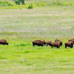 Photo by Rick Pepper - Bison Heard, Minneopa State Park