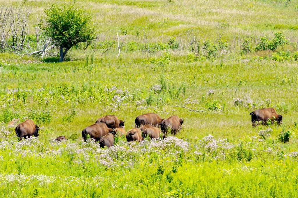 Photo by Rick Pepper - Bison Heard, Minneopa State Park