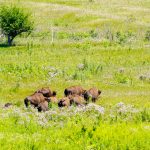 Photo by Rick Pepper - Bison Heard, Minneopa State Park