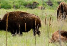 Photo by Rick Pepper - North American Bison at Minneopa Park.