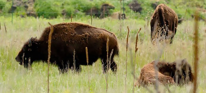 Photo by Rick Pepper - North American Bison at Minneopa Park.