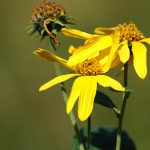 Photo by Don Lipps - Fall flowers at Seven Mile Creek