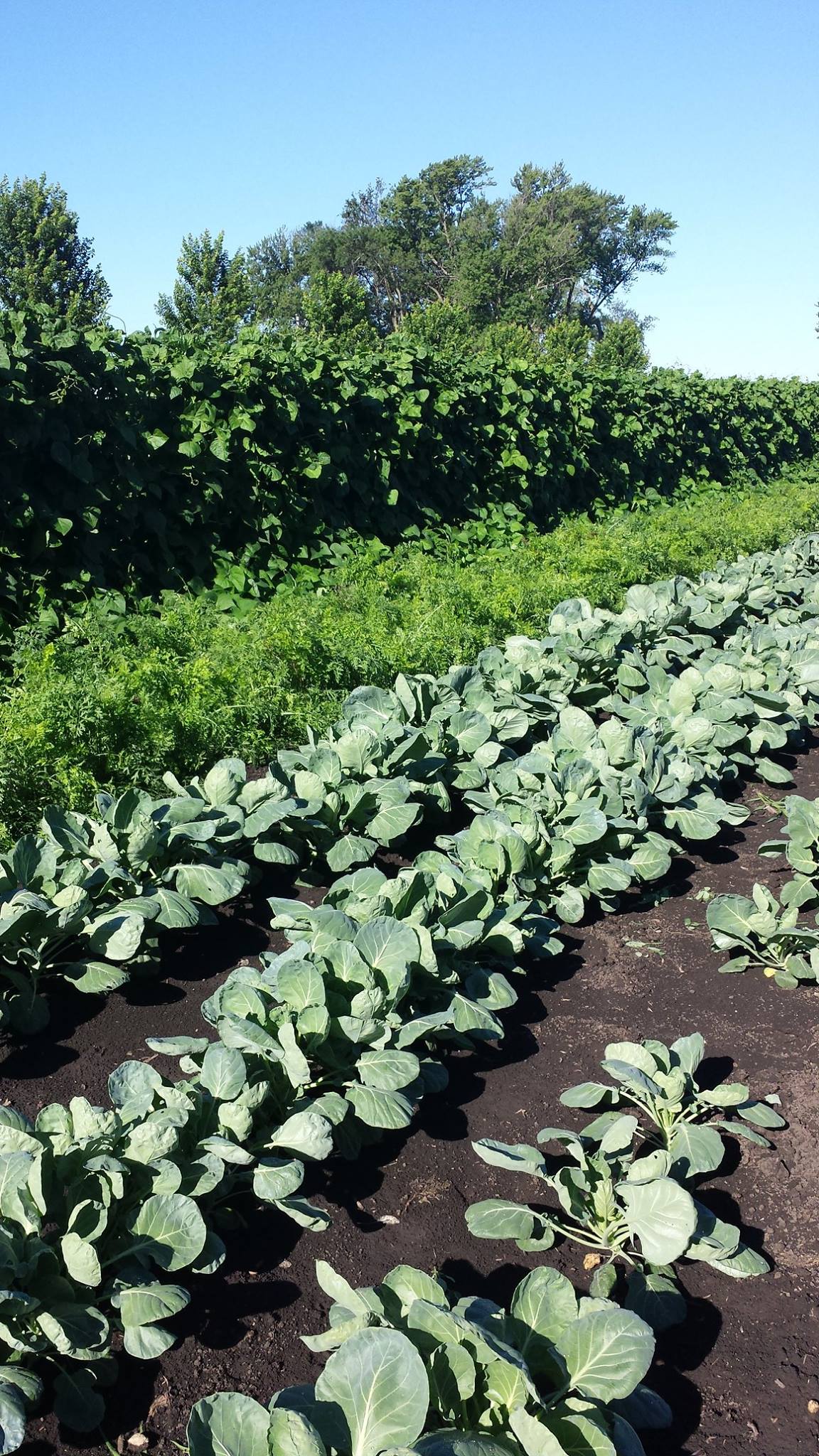 Photo by Lisa Phillips - Blue Skye Farm - Mankato, MN - Green bean wall, purple carrots and Brussels Sprouts